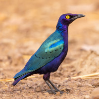 Purple Starling